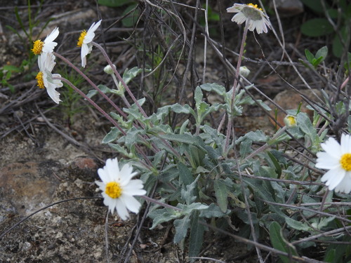 Image of Melampodium Argophyllum (Melampodium argophyllum) by (c) Leticia Jiménez Hernández, some rights reserved (CC BY-SA)