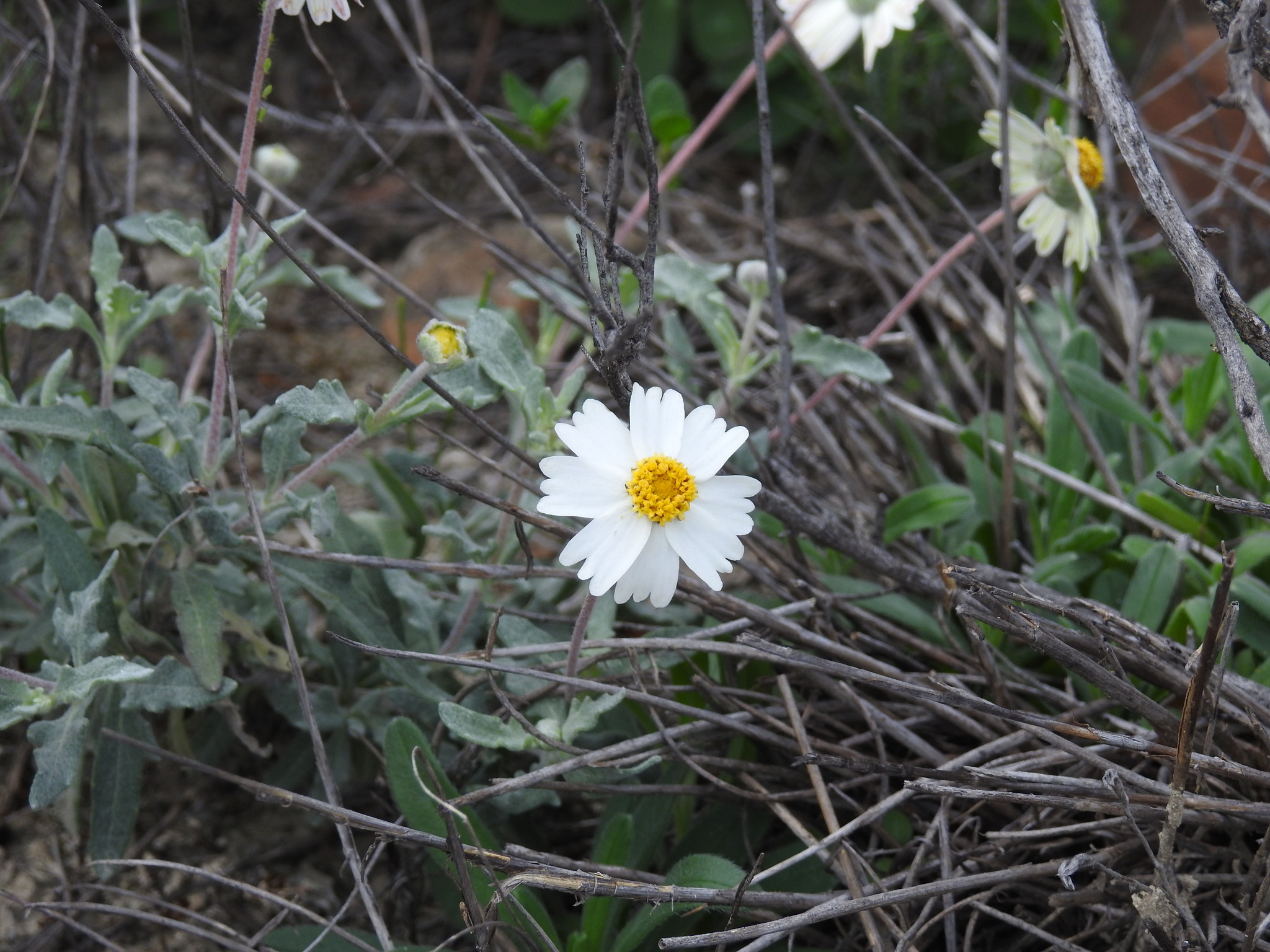 Melampodium argophyllum