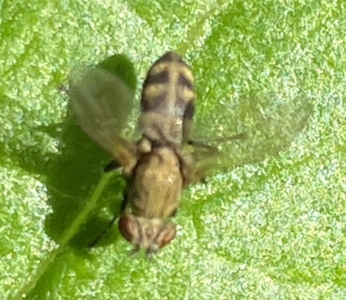 iNaturalist observation photo of Flies