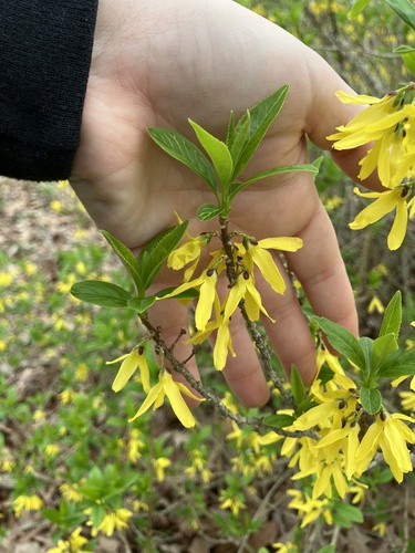 Greenstem Forsythia (Forsythia viridissima)