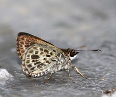 Sovia albipectus