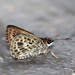 Halpemorpha albipectus - Photo (c) Les Day, algunos derechos reservados (CC BY-NC), subido por Les Day