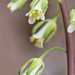 Smooth Rockcress - Photo (c) Bill Keim, some rights reserved (CC BY)