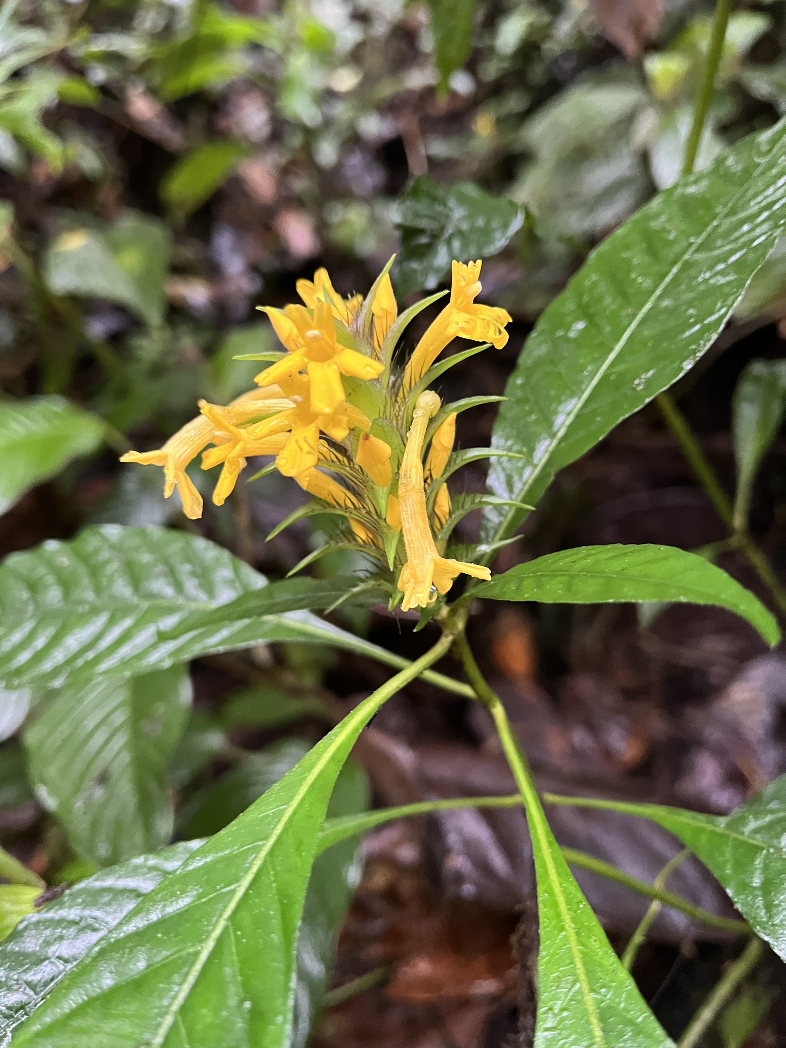 Aphelandra bracteopectinata Cornejo, Wassh. & B.Cohen