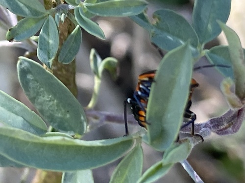 iNaturalist observation photo of Harlequin Bug
