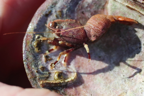 Spirontocaris prionota