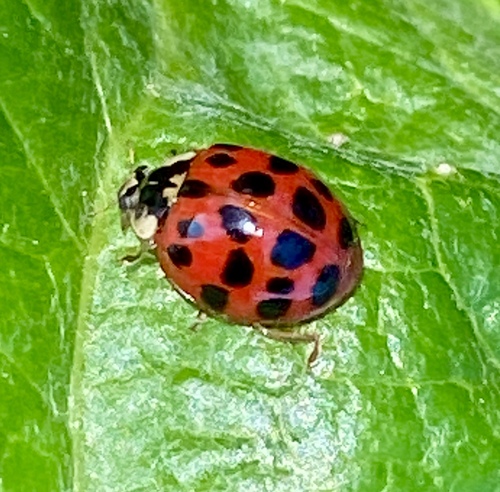 iNaturalist observation photo of Asian Lady Beetle