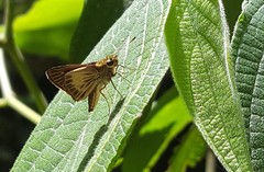 Parphorus pseudecorus