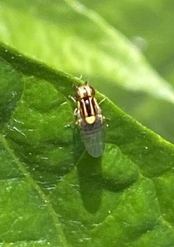 iNaturalist observation photo of Thaumatomyia glabra