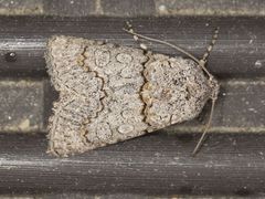 Sympistis perscripta