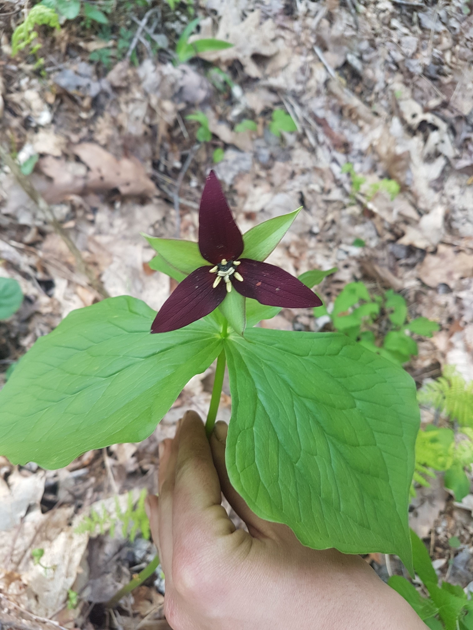 Imagem de Trillium vermelho