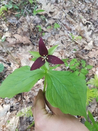 Foto de Trillium vermelho