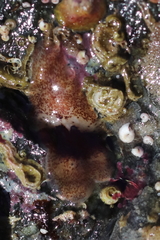 Notoplana sanguinea