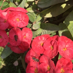 Apis mellifera