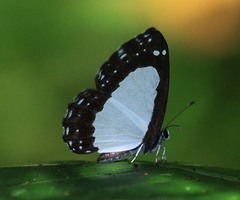 Stiboges elodinia