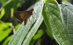 Parphorus pseudecorus