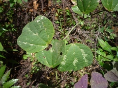 Image of Passiflora membranacea