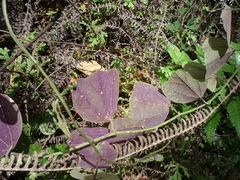 Passiflora membranacea