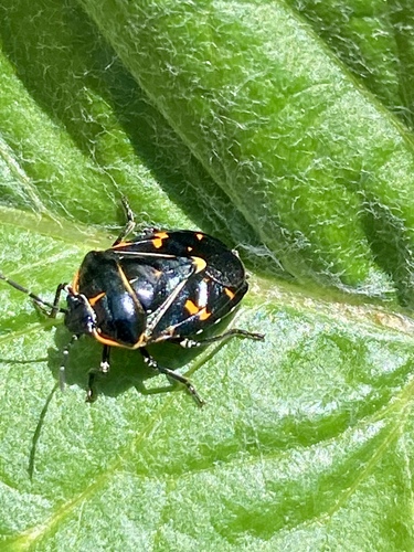 iNaturalist observation photo of Harlequin Bug