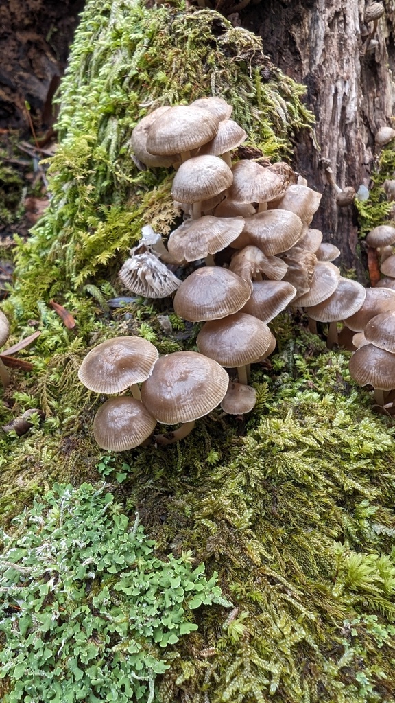 Mycena laevigata · March 2024 · photo: © atsushi_nakajima_cirque (iNaturalist, cc-by)