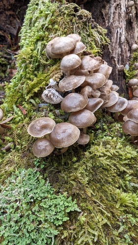 Mycena laevigata