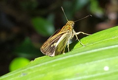 Parphorus pseudecorus