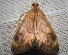 Pyrausta homonymalis