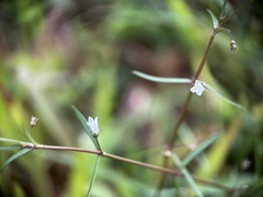scallions, CC BY, iNaturalist via GBIF Scleromitrion diffusum, photograph scallions, CC BY, iNaturalist via GBIF