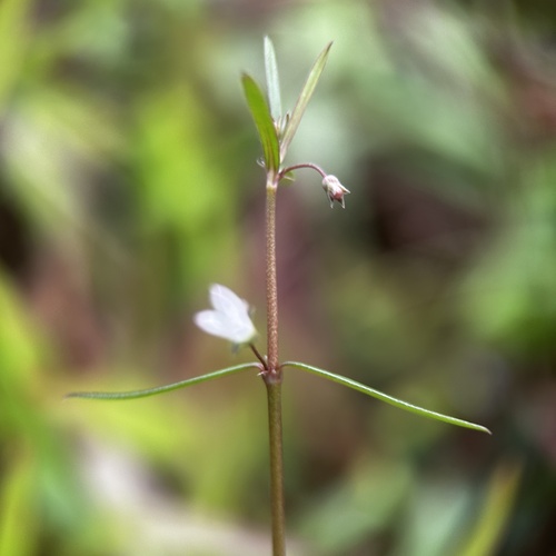 Scleromitrion diffusum, photograph 2