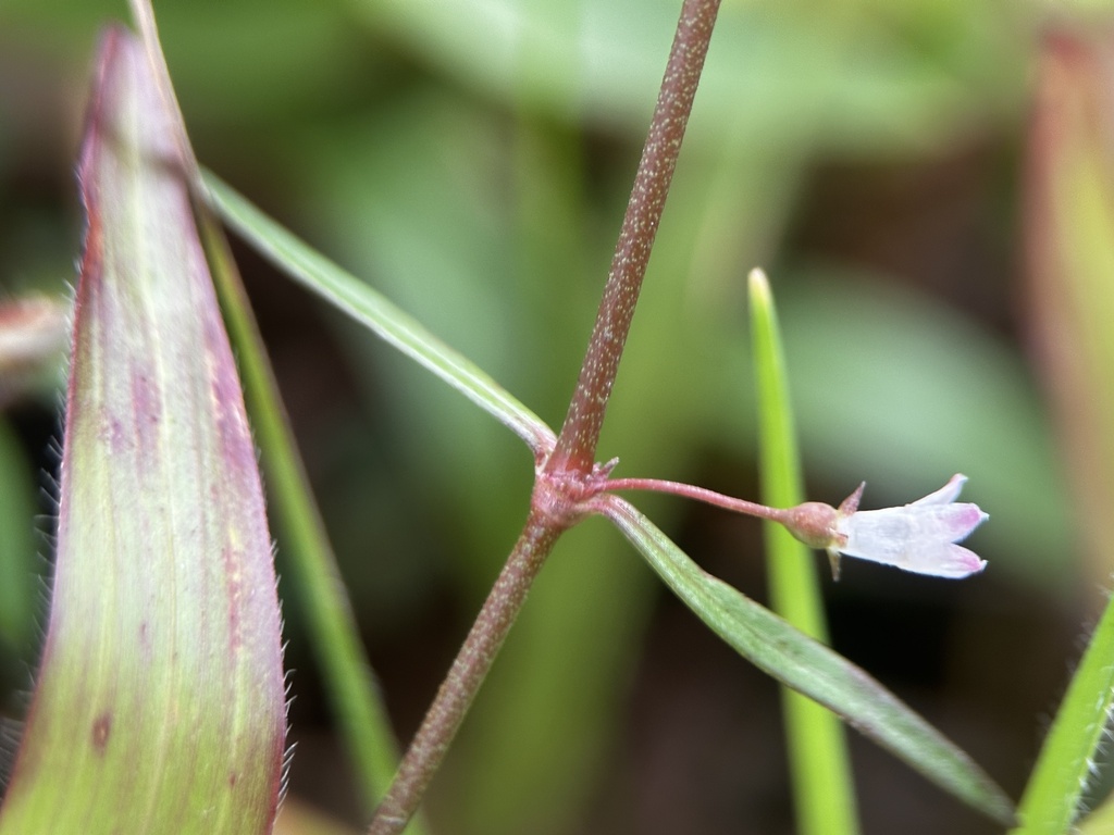 Scleromitrion diffusum; photograph scallions, CC BY, iNaturalist via GBIF