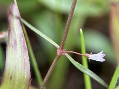 Scleromitrion diffusum