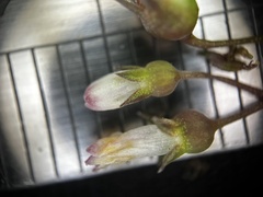 scallions, CC BY, iNaturalist via GBIF Scleromitrion diffusum, photograph scallions, CC BY, iNaturalist via GBIF