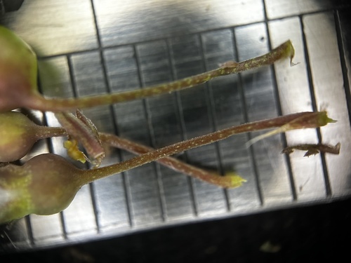 Scleromitrion diffusum, photograph 4
