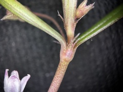 scallions, CC BY, iNaturalist via GBIF Scleromitrion diffusum, photograph scallions, CC BY, iNaturalist via GBIF