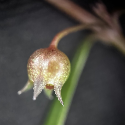 Scleromitrion diffusum, photograph 6