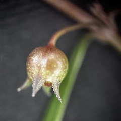 Scleromitrion diffusum, photograph scallions, CC BY, iNaturalist via GBIF
