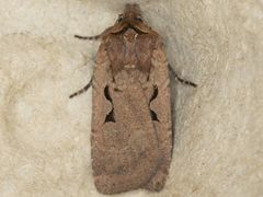 Parabagrotis insularis