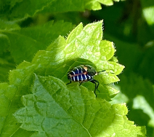 iNaturalist observation photo of Harlequin Bug