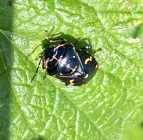 iNaturalist observation photo of Harlequin Bug