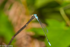 Enallagma daeckii