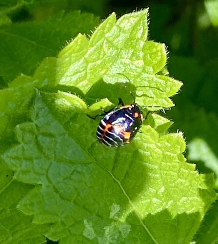 iNaturalist observation photo of Harlequin Bug