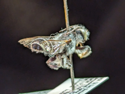 Megachile newberryae