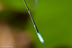 Enallagma daeckii