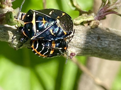 iNaturalist observation photo of Harlequin Bug