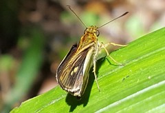 Parphorus pseudecorus