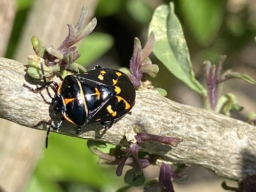 iNaturalist observation photo of Harlequin Bug