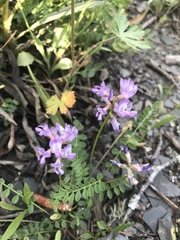 Astragalus distortus engelmannii