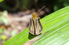 Parphorus pseudecorus