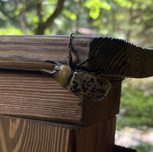 Eastern Hercules beetle