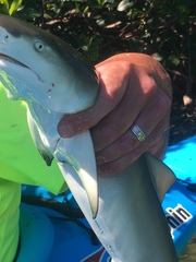 Negaprion brevirostris